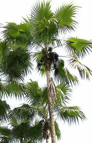 Coccothrinax barbadensis Palm Tree Live Tropical Rare - Picture 2 of 2