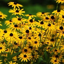 2000+ Black-Eyed Susan Seeds - (Rudbeckia Hirta) | Attracts Pollinators - USA