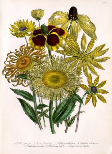 3548.Botanical Sunflower flower POSTER.Science name.Home Room Art decoration - Photo 1 sur 1