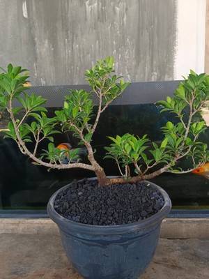 Bonsai Ficus microcarpa real pic 2 Free Phytosanitari Ship DHL Express