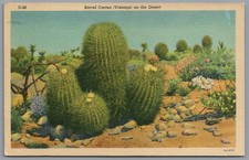 Postcard Barrel Cactus Visnaga on the Desert AZ blossoms linen posted 1956