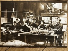 Grande photo médicale à disséquer autopsie 19,5" x 13,5"