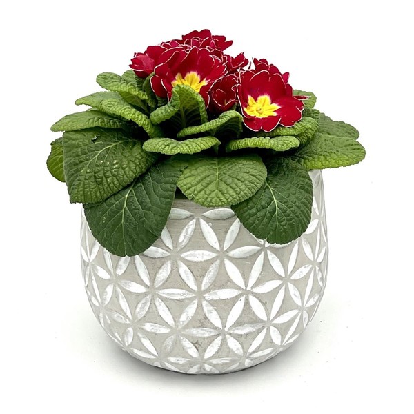 Blumentopf ÜBertopf Pflanztopf Pflanzschale Rund Beton Topf KüBel Ø 17 Cm, 17-1-image