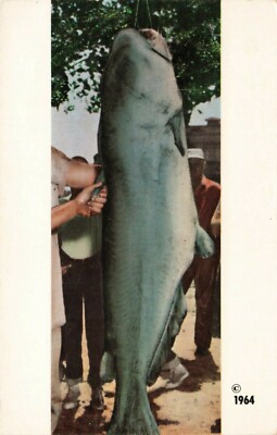 Postcard World Record Blue Catfish Lowry City Missouri