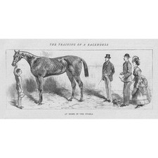 The Training of a Race Horse : At Home in the Stable - Antique Print 1870