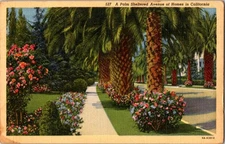 A Palm Sheltered Avenue Of Homes in California Posted 1945 Linen Postcard