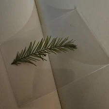 Dried Press Flowers Tree Leave Pine Thissels