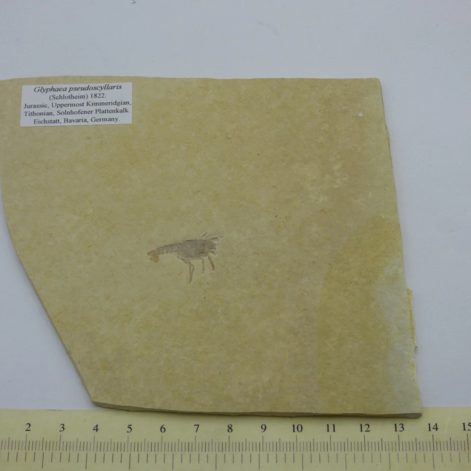 Fósil Jurásico Langosta Glifaea Crustáceo Solnhofen Baviera Alemania + soporte - Imagen 2 de 4