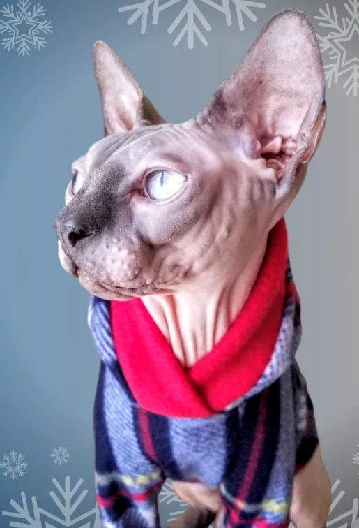 Cozy Fleece Hoodie for Cats - SMALL, Plaid Cat Sweater with Hood, Warm Pajamas - Image 4 of 4