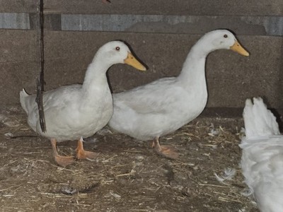 White Layer duck hatching eggs (12)