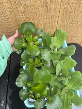  7 MIX Water Hyacinth  Lettuce Koi Pond Floating Plants Algae LARGE Jumbo 5  