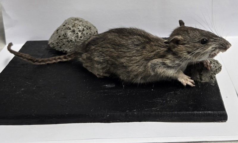 Standing Freeze Dried Rat Taxidermy Mount Oddity Art Project Rodent Wood Base