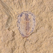 Chengjiang Primicaris larvaformis Kambrium Fossil Arthropoda Gliederfüßer