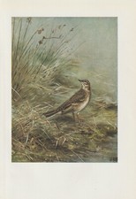 Spornpieper (Anthus richardi) Color Print from 1953 Antique Art
