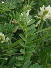 Graines de  L'Astragale à crochets,Astragale à gousses en hameçon,Astragalus bio