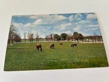 Picturesque Kentucky Horse Farm in the Blue Grass State Postcard