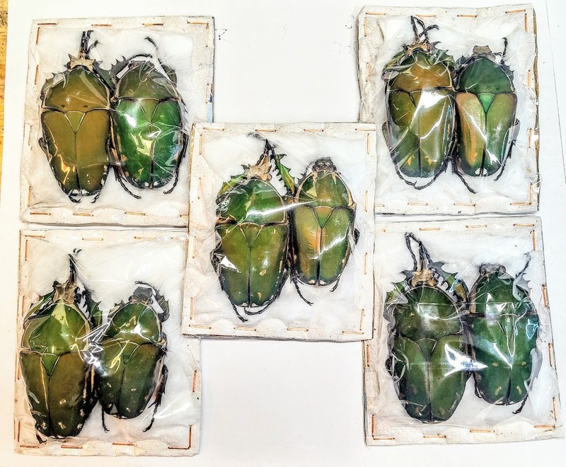 5 Pairs A-1 Mecynorrhia torquatas 75mm Cameroon Real Flower Beetle