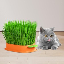 Tray Box Carrot Shaped Soil Free Wheatgrass Bean Sprouts Tray for Greenhouse