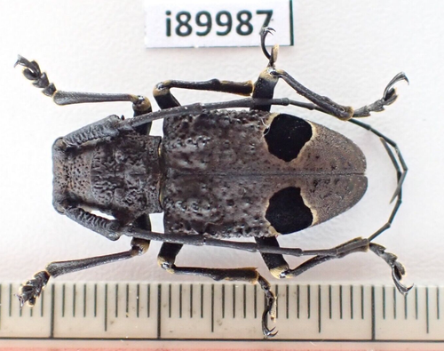 i89987. Insects, Cerambycidae sp. Vietnam, Lai Chau | eBay