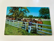 A Blue Grass Horse Farm in Kentucky Horses at Fence Scene Vintage Postcard