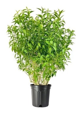 Jasmine Night Blooming | 3 Gallon | Cestrum nocturnum | Low Maintenance | Hardy