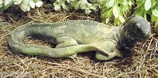Latex Lizard iguana mold  with plastic backup   12"L x 6.5"W x 3.5" H