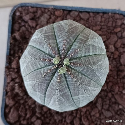A6394 EUPHORBIA OBESA SYMMETRICA pot 7 H 6 cm W 5 cm MaMa Cactus