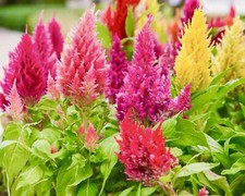50x Rainbow Celosia Colourful British Cockscomb Plume Garden Flower Seeds