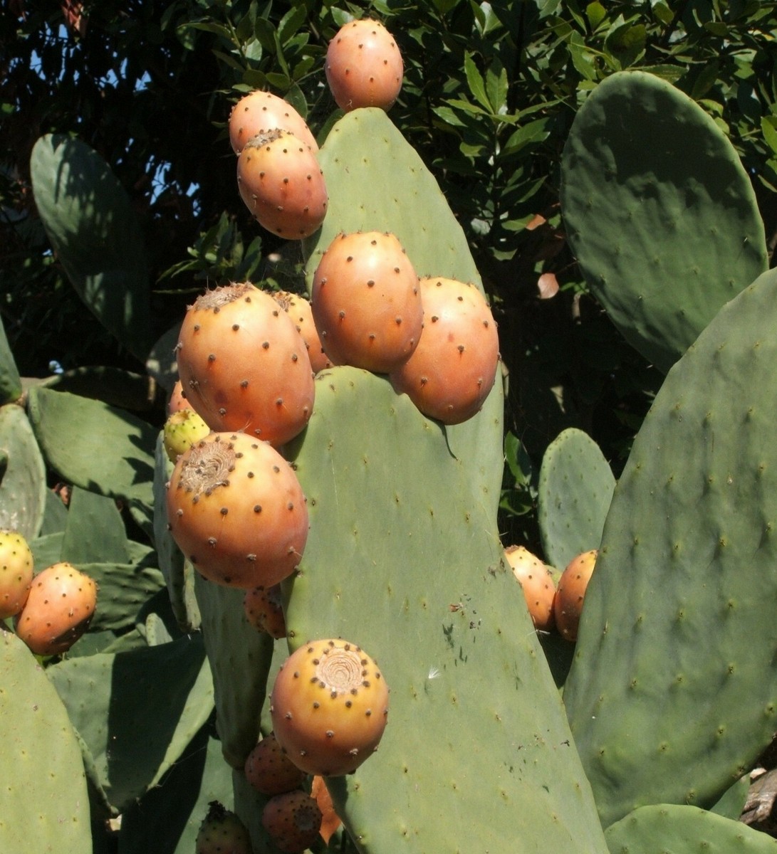 Bastadduni Pale Fico D'India Siciliano - 9 Pezzi Per Piantare, Piante Grasse Mediterranee