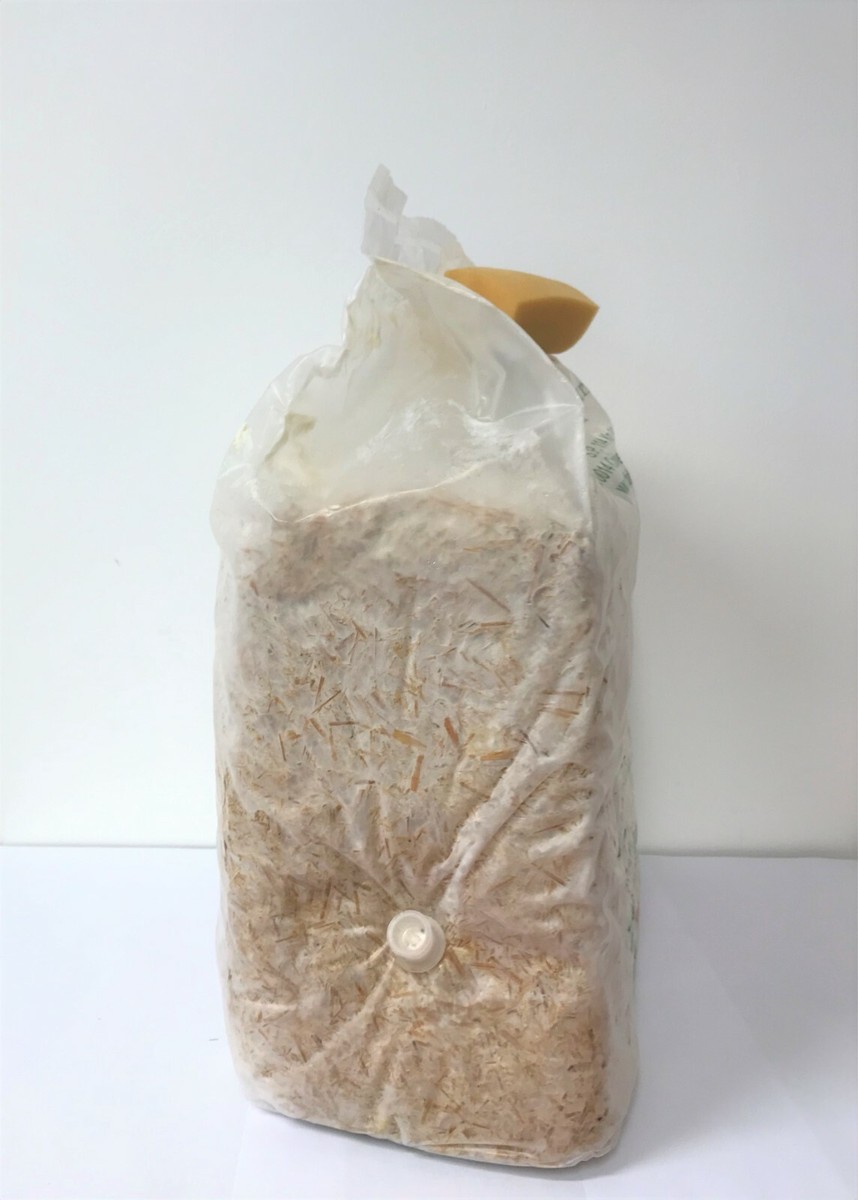 Sunrise Panetto Funghi Cardoncelli Kit Coltivazione Funghi Cardoncelli Pleutorus Eryngii Fungo Della Murgia Cardoncello Balletta Per Funghi Cardoncelli Selezionati Ballette 3 Kg (Confezione 2 Pz - Foto 4