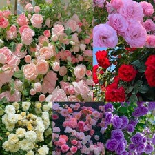 300 Mixed Climbing Rose Seeds, Heirloom Outdoor Garden Vine for Home Landscape