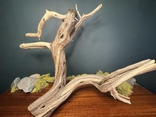 Large 24 Manzanita Driftwood Branch, Aquarium, Terrarium, Aquascape ,Home Decor