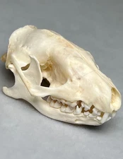 Genuine Real 1.5" Hedgehog Skull Small Animal Rodent Bone Teeth Taxidermy Art