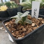 Haworthia Pigmaea Hagiwara  Variegated 🌵🌵