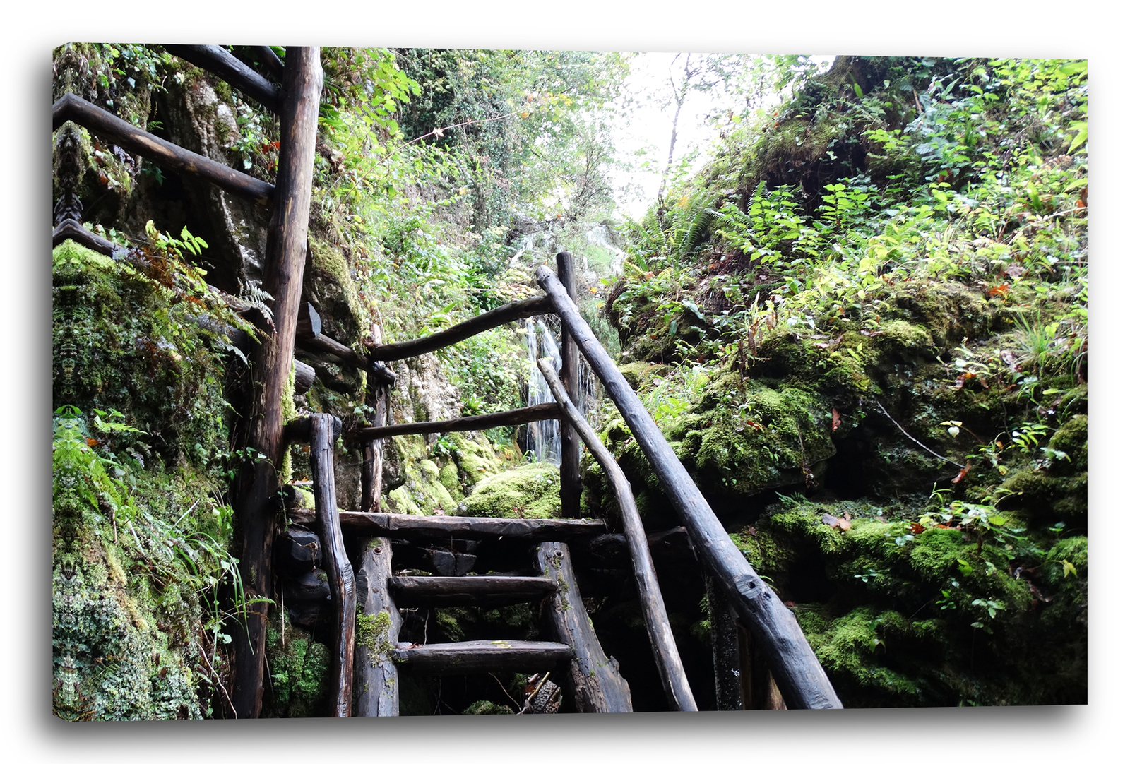 Lienzo/Marcos Escaleras de madera en la selva tropical, imágenes de la naturale