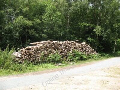 Photo 6x4 Logpile in Birchden Wood Felled tree trunks cut to uniform leng c2011