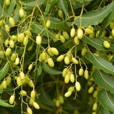 Semillas Azadirachta indica, árbol de neem árbol de margosa lila indio - 5 a 200