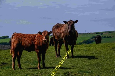 Photo A2 Combe Martin : Grassy Field & Cattle Dean/SS6245 Looking acros c2020