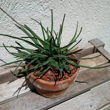 Aloe droseroides - rare miniature Madagascan miniature, division of seed-grown