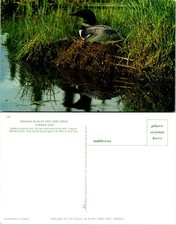Postal de reflejo de agua Common Loon Nest Marsh
