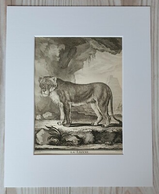 Original Buffon Kupferstich 1767 LA LIONNE Löwin XVIII Jh Frankreich