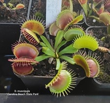 Dionaea muscipula 'Carolina Beach State Park'
