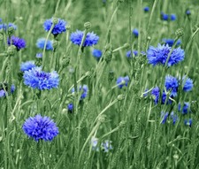 600 Tall Blue Bachelor Button Seeds for Planting Cornflower. 3 blue