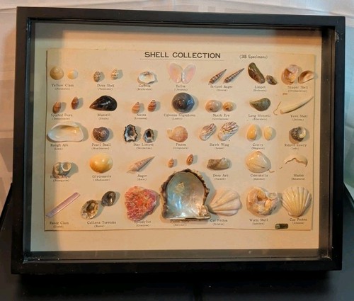 Vintage SeaShell Shell Collection 35 Specimens In Shadow Box Mounted ...