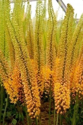 Foxtail Lily Imported Flower Bulbs for Home and Gardening, Pack o f3 (yellow)