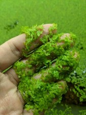 Live Duckweed Plants for Aquariums  / Pond / Shrimp Tank