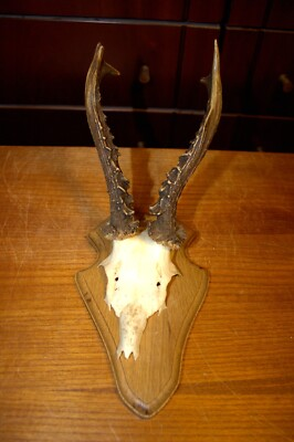 #ad #ad ANTIQUE ROE EUROPEAN DEER ANTLERS HUNTING HUNTER TROPHY TAXIDERMY 1876 GERMANY $51.75