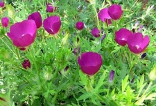 Callirhoe bushii | Bush's Poppy Mallow | 10 Seeds