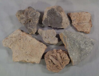 Fossil Plates Archimedes Screw Trilobite Crinoids Coral Specimens - 2.74 lbs.