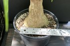 Ponytail palm bonsai material with fat trunk Can be indoors Beaucarnea recurvata — photo 3